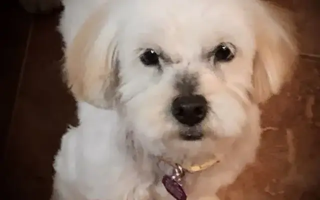 Shaggy Dog in San Antonio, TX