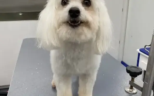 Barking Lot Mobile Pet Grooming in San Antonio, TX
