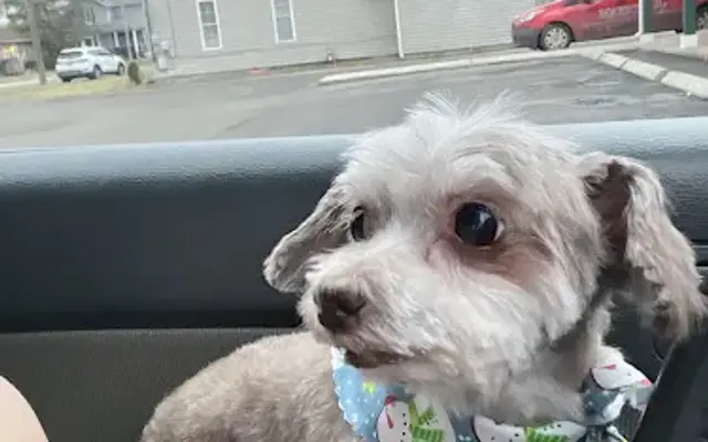 At Your Barkin' Call Pet Salon in Marion, OH