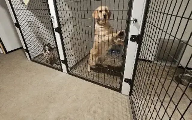 Country Dream Kennels in Mansfield, MO