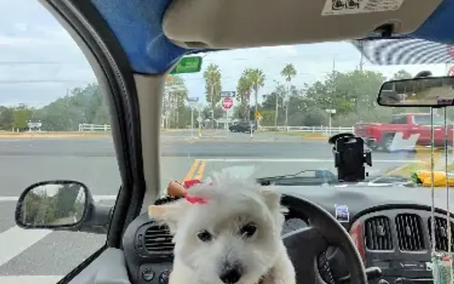 Happy Tails in Panama City Beach, FL