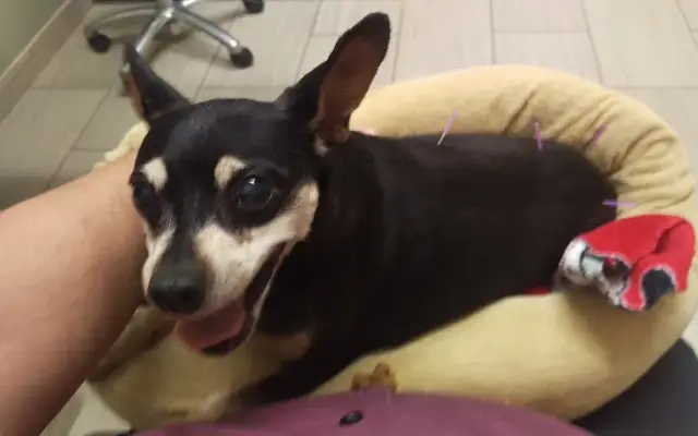 VCA All Creatures Animal Hospital in La Quinta, CA