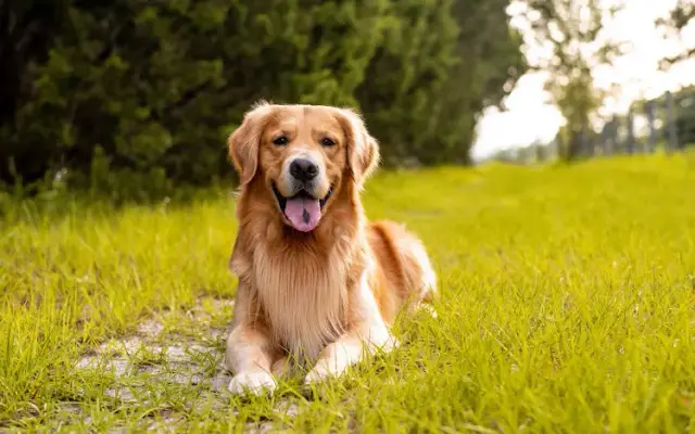Mobile Pet Grooming Henderson in Henderson, NV