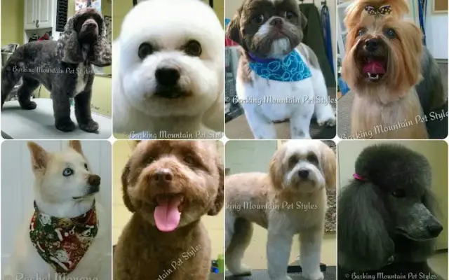 Barking Mountain Pet Styles in Asheville, NC