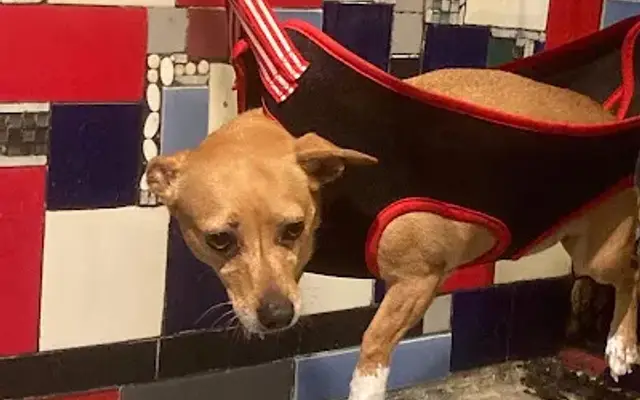 Pet shack grooming llc in Cement, OK