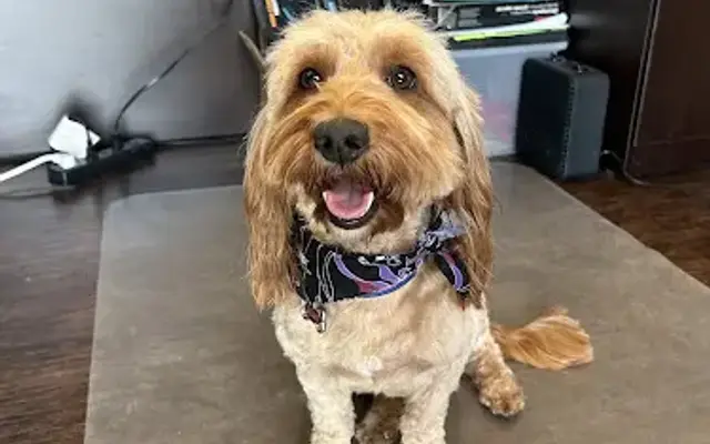 Fur-Ever Fresh Dog Grooming in Aledo, TX