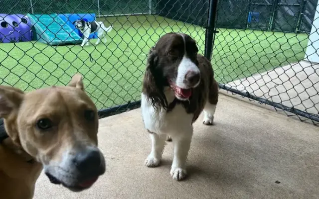 Noble Dog Lodge in Columbus, NC
