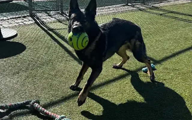 Broken Arrow Pet Resort & Spa in Coweta, OK