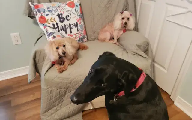 Dog Shack MOBILE pet grooming pensacola in Lillian, AL