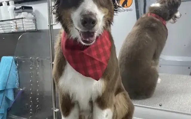 Furry Land Mobile Grooming Northwest Arkansas in Springdale, AR