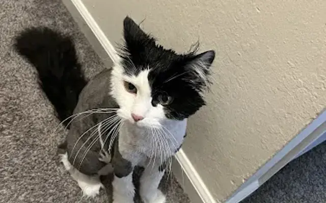 Pride Mobile Pet Grooming in North Highlands, CA
