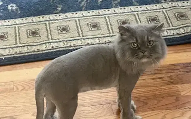 TLC Mobile Pet Grooming in Long Valley, NJ