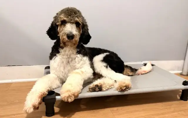 Caris Paws Pet Services & Breeder in Fallentimber, PA