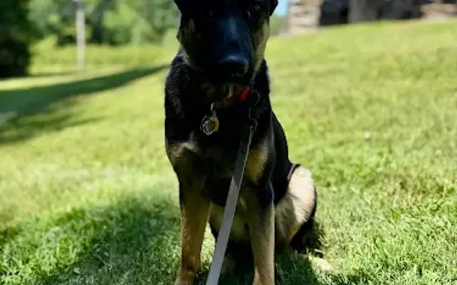 CGS K9 Services in Albemarle, NC