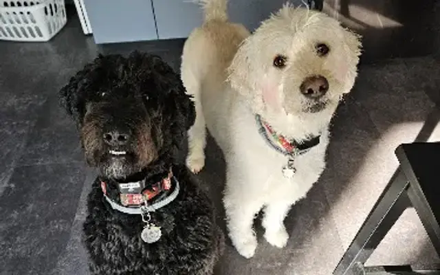 Nails to Tails Dog Grooming Salon - Pet Groomer in Danville, PA