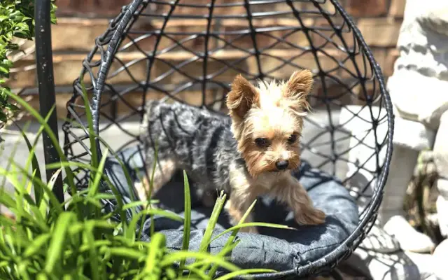 Yorkies of Austin Inc in Manor, TX