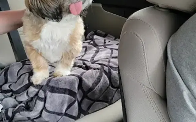 Wanda Bailey Dog Groomer in Gaffney, SC