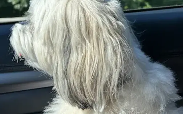 Ruff Cuts Dog Grooming LLC in North Branford, CT