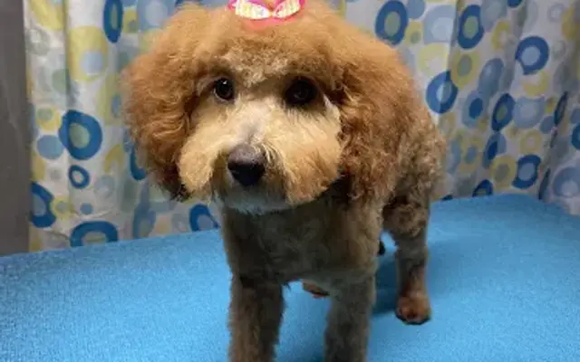 Bath & Bows Pet Grooming in Dyersville, IA