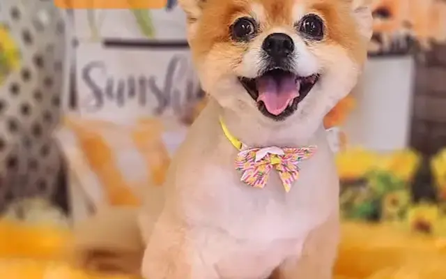 A Doggie DO & Daycare too in Perrysburg, OH
