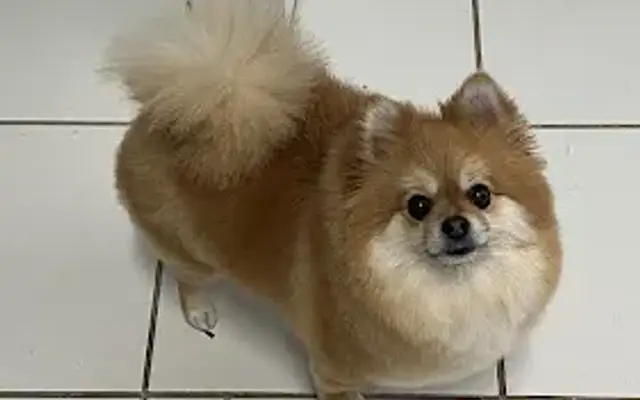 PetSmart Grooming in Wesley Chapel, FL