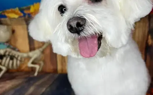 Hays Pet Boutique Grooming and Pet Hotel in Philadelphia, MS