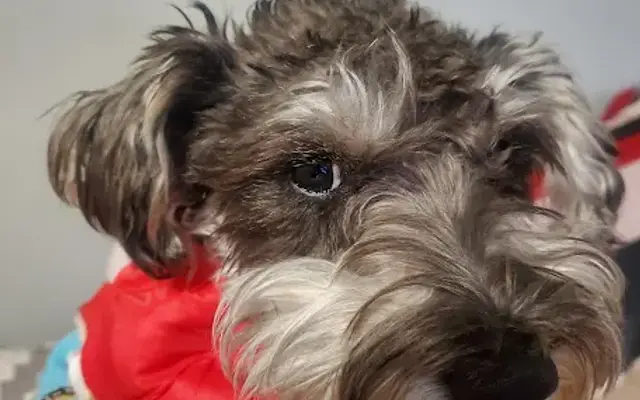 Mi Mascota Pet Shop And Grooming in South Gate, CA