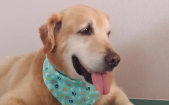 PARK N BARK MOBILE DOG GROOMING WESLEY CHAPEL in Wesley Chapel, FL