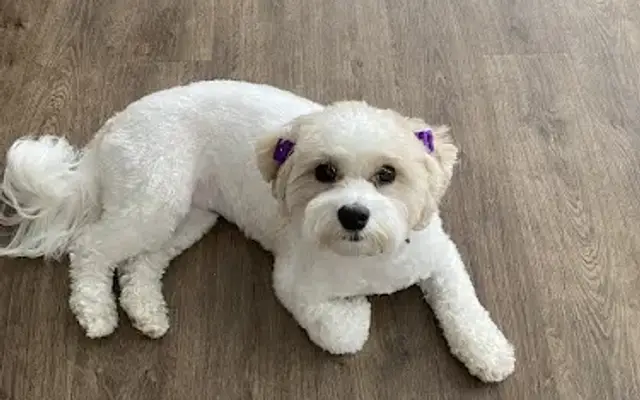 Chely's Pets in Scotch Plains, NJ
