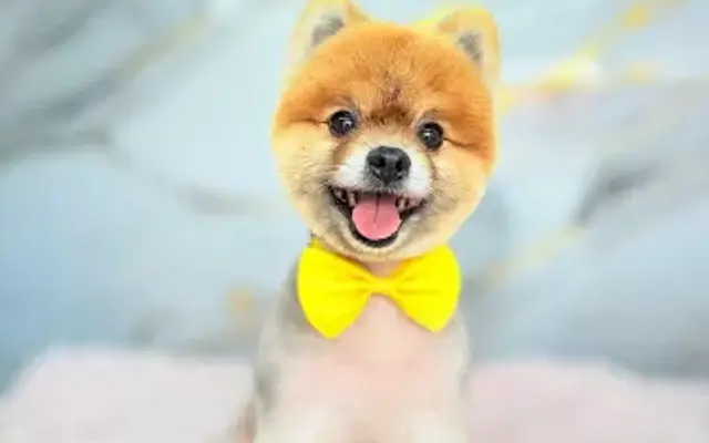 PET Zone Grooming Mobile in Houston, TX