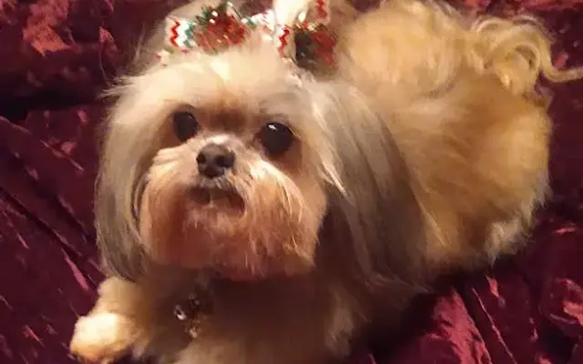 Doggie Styles in Glendora, CA