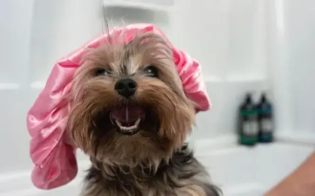 Boss The Pet Connection in Boynton Beach, FL