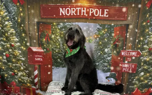 Happy Hounds Grooming, LLC in Denham Springs, LA