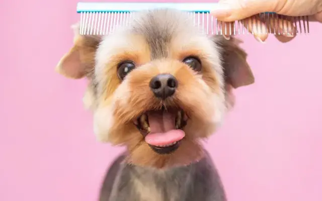 Menifee Dog Grooming in Menifee, CA