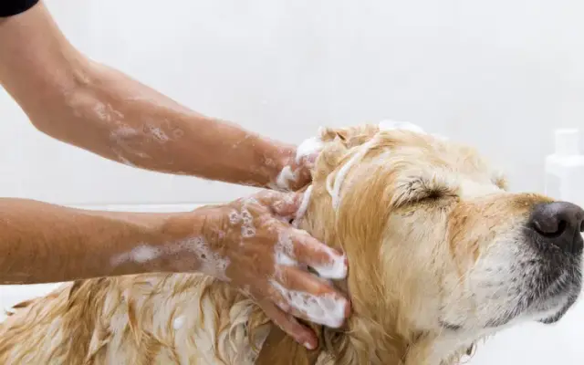 Mobile Dog Grooming Clearwater in Largo, FL