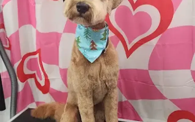 Zoomin Groomin in Thompson's Station, TN