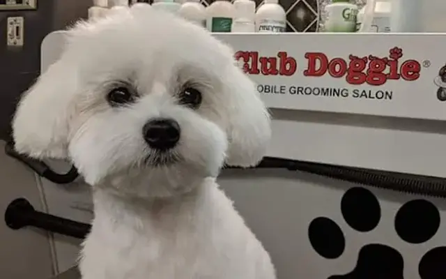 Club Doggie Mobile Grooming Salon in Phoenix, AZ