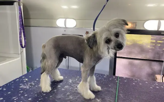 Cheyenne’s Mobile Dog Grooming in Citrus Heights, CA