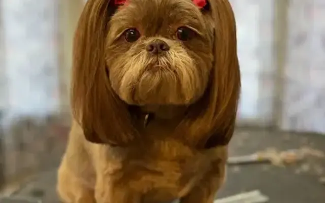 Grooming by Liz in Pendleton, SC