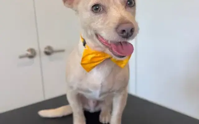 Hanna's Pup Cuts in Los Angeles, CA