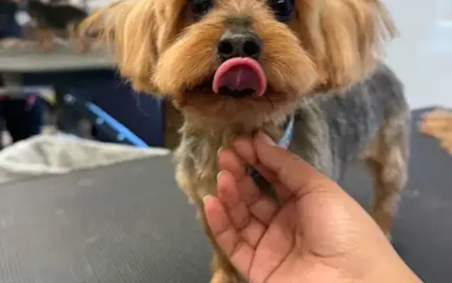 Cyndis Littlest Grooming Spa in Sherman Oaks, CA