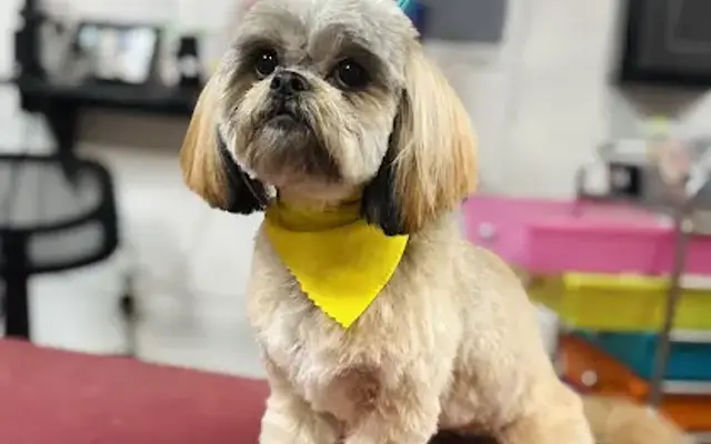 pretty paws furry salon llc in Elkhart, IN