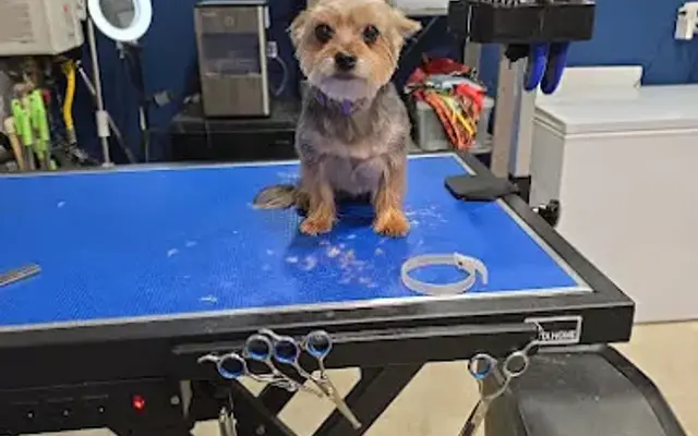 Pawpi Chulo Dog Care & Wash LLC in San Antonio, TX
