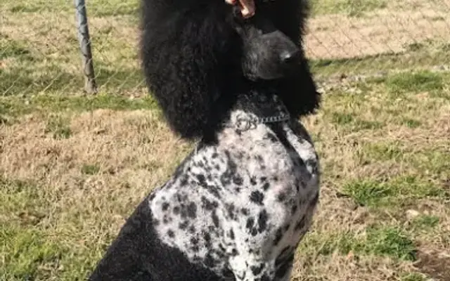 Christys Grooming Salon in Pelzer, SC