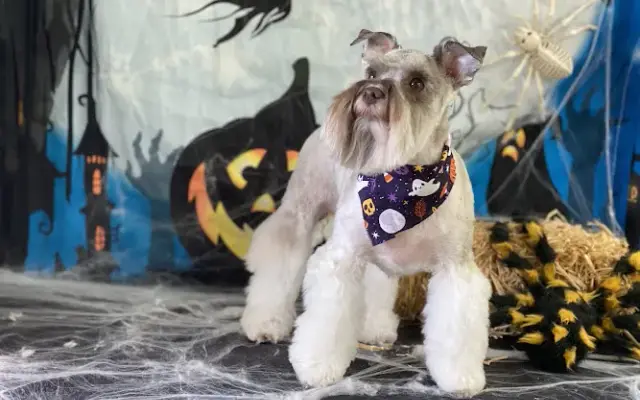 Flying Fur Dog Spa in Tahlequah, OK