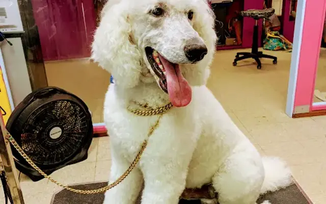 Paradise Pet Salon in Santa Cruz, CA