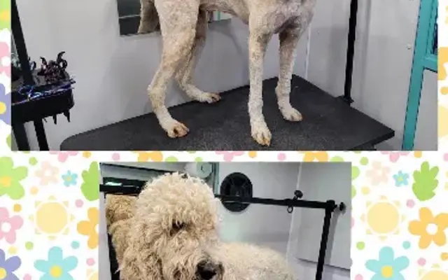 Clip N Dip Mobile Grooming LLC in Barnesville, GA