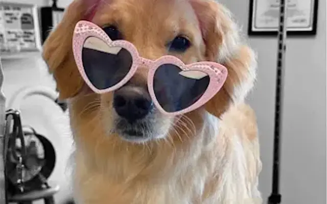 Haute Dog Grooming in Louisville, KY