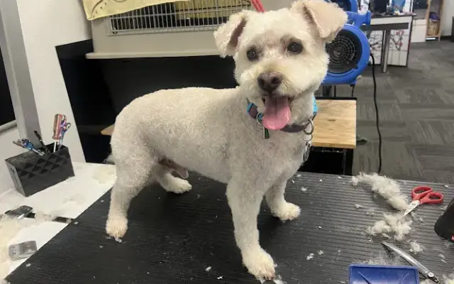 Heavenly Spaw for Paws in Horizon City, TX
