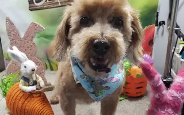 Doggies By Dannie Mobile Grooming Service in Grimes, IA